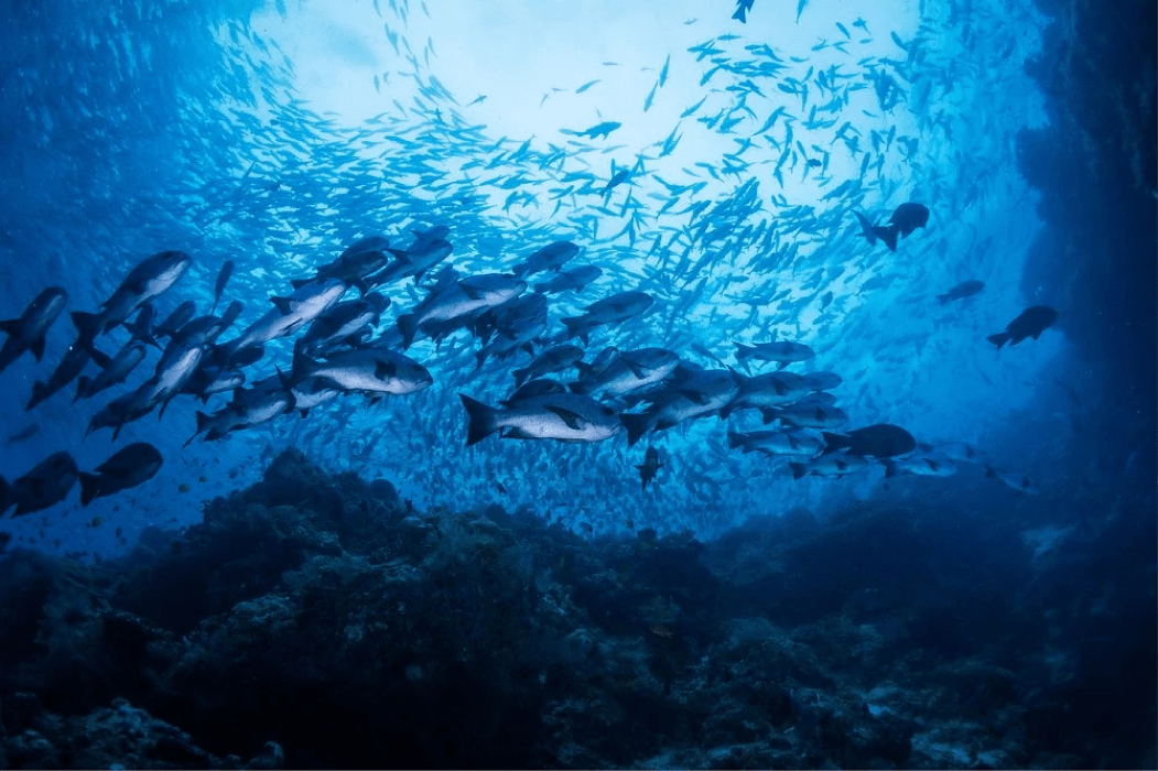 Fishes Swimming under water footer image
